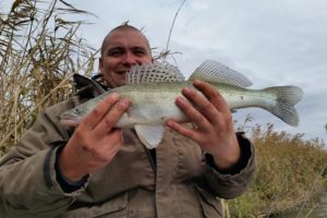 Locuri de pescuit salau in Delta Dunarii